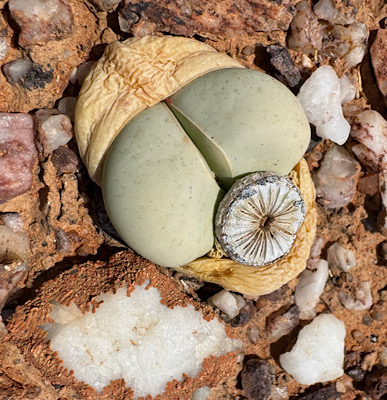 Argyroderma delaetii